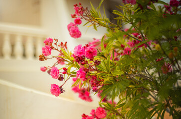 Oleander, egzotyczne różowe kwiaty, letni egzotyczny ogród, tropikalny krzew z różowymi kwiatami, rozmyte tło, zbliżenie makro, Tunezja, wyspa Djerba © anettastar