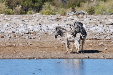 maman et b&eacute;b&eacute; z&egrave;bres dans la savane