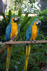 Obraz premium Two colourful parrots perched on a stick with lush green plants in the background. Their vibrant feathers contrast beautifully with the tropical foliage, creating a lively and exotic nature scene.