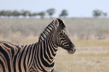 z&egrave;bre dans la savane