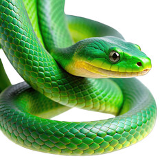 Fototapeta premium green snake