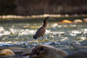 Heron on the shore of the river in the early spring. Venezuela