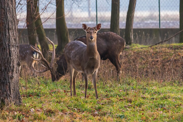 Sika deer - Cervus nippon in winter in the forest
