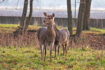 Sika deer - Cervus nippon in winter in the forest