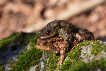 maschio e femmina di rospo comune, Bufo bufo, in accoppiamento