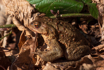 Rospo comune, Bufo bufo, mimetizzato tra le foglie secche