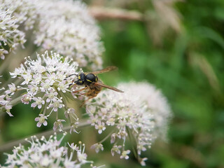 bee wasp on leaf flower summer