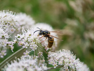 bee wasp on leaf flower summer