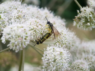 bee wasp on leaf flower summer