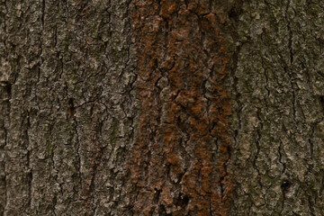 Fototapeta premium Closeup view of the textured bark found on a tree trunk, showcasing its intricate patterns and natural beauty