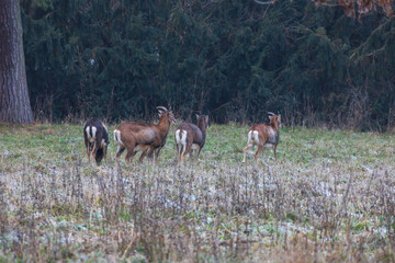 Mouflon - Ovis musimon in the wild in the forest