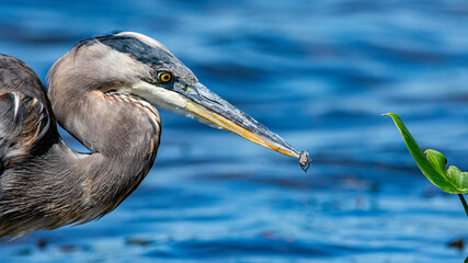 A great blue heron, Ardea herodias, with an insect in its beak at a wetland in Grand Haven, Michigan