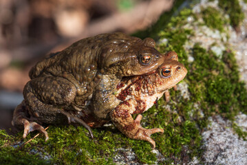 maschio e femmina di rospo comune, Bufo bufo, in accoppiamento