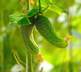 Cucumbers Fresh Close-Up Green Leafy Vines Sunlit Garden Daytime