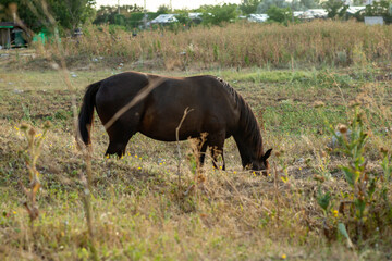 A dark brown horse grazes in the steppe and eats grass.