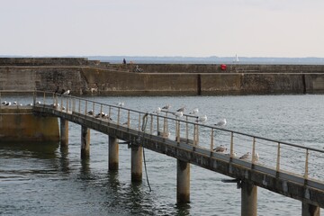 Obraz premium Seagulls on the bridge over the sea in Quiberon 