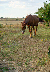 Fototapeta premium A brown horse grazes in the steppe.
