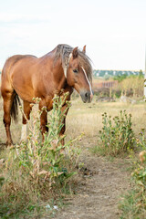 Obraz premium The sea, the horizon is visible. Warm weather, a breeze at sea.