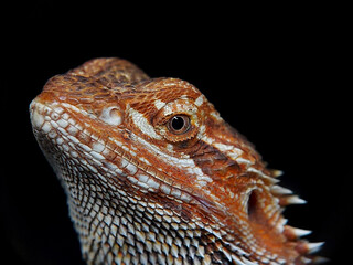 head of bearded dragon