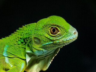 green iguana