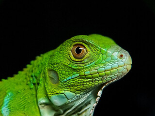 green iguana