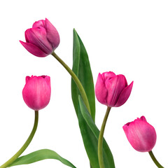 pink tulips isolated without background