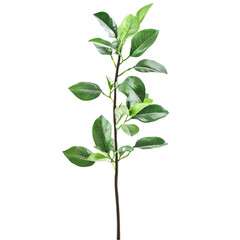 A single green plant stem with leaves isolated on a white background