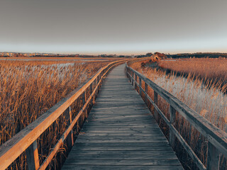 A wooden boardwalk stretches through a field of tall golden reeds, bathed in the warm glow of...