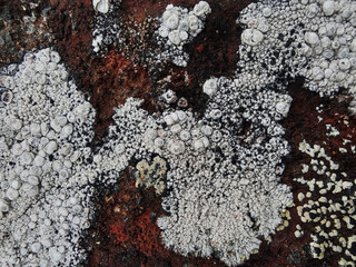 lichen on the rock