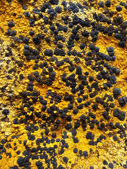 background of yellow