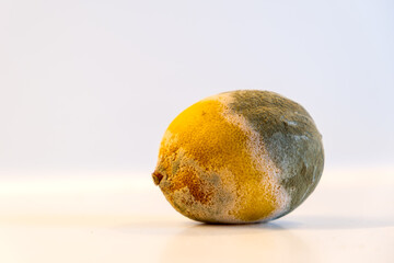 Single moldy lemon on a white background. Decayed fruit with visible green and white mold.
