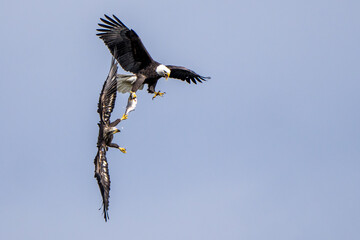Obraz premium The American Bald Eagles in Flight and Aggression 