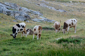 Cows grazing on green grass in a natural field. Peaceful rural landscape.