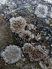 lichen on stone