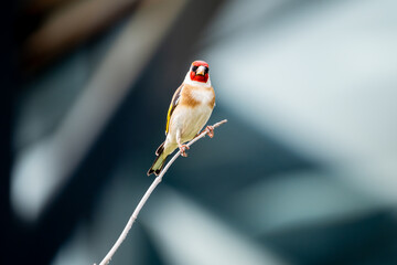 Goldfinch perched on a branch in nature. Vibrant colors and wildlife beauty.
