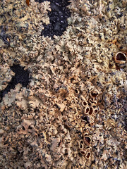 texture of the stone