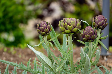 Close-up of artichokes in the field. Fresh, vibrant purple and green artichokes.