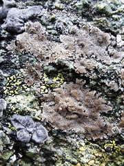 lichen on rock
