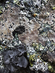 lichen on rock
