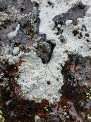 lichen on rock