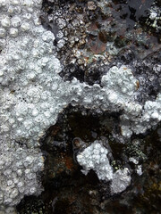 lichen on stone