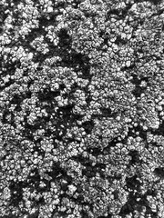 black and white background