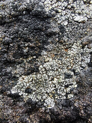 bark of a tree