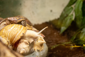 Lissachatina fulica - a group of large African snails