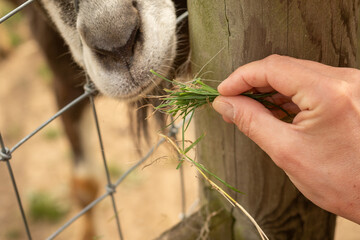 Hand feeding a goat through a fence