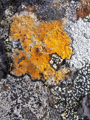 lichen on the rock