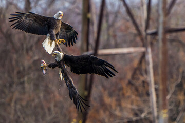 The American Bald Eagles in Flight and Aggression 