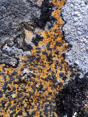 lichen on rock