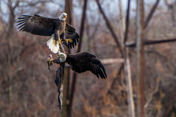 The American Bald Eagles in Flight and Aggression 