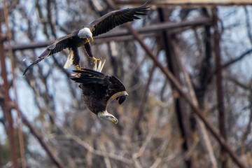 The American Bald Eagles in Flight and Aggression 